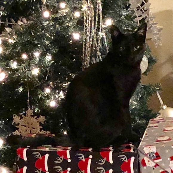 Meet your Posher, Sharon - Picture 5 of 8